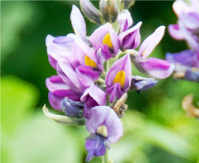 葛の根ではなく、葛の花の説明画像